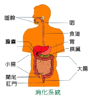 專欄插圖